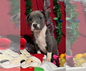 American Bulldog-Labrador Retriever Mix Dogs for adoption in Tarrytown, GA, USA