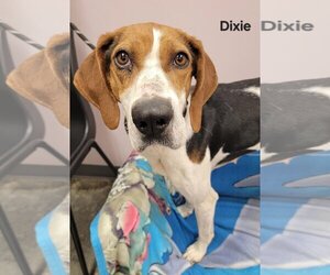 American Foxhound Dogs for adoption in Mount Carmel, IL, USA