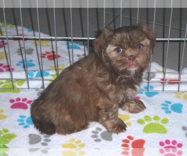 Medium Photo #9 Shorkie Tzu Puppy For Sale in ORO VALLEY, AZ, USA