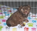 Small Photo #9 Shorkie Tzu Puppy For Sale in ORO VALLEY, AZ, USA
