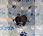 Small #4 American Bully-American Staffordshire Terrier Mix