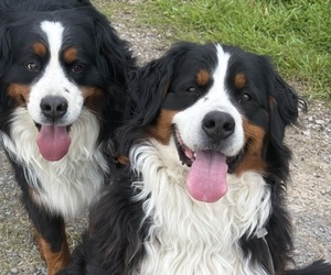 Father of the Bernese Mountain Dog puppies born on 07/23/2026