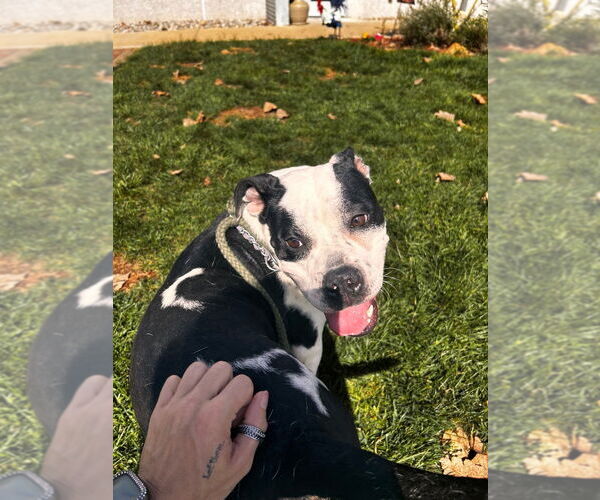 Medium Photo #4 American Bulldog-Unknown Mix Puppy For Sale in Pierceton , IN, USA