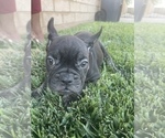 Small Photo #109 French Bulldog Puppy For Sale in DALLAS, TX, USA