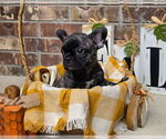 Litter of 4 - Male(s) and Female(s) French BulldogLitter of Puppies for Sale - Photo #6