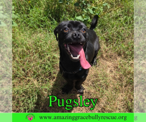 Pug Dogs for adoption in Pensacola, FL, USA