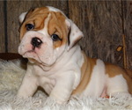Small Photo #20 English Bulldog Puppy For Sale in VERONA, MO, USA