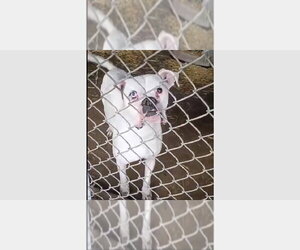 Boxer Dogs for adoption in Austin, TX, USA