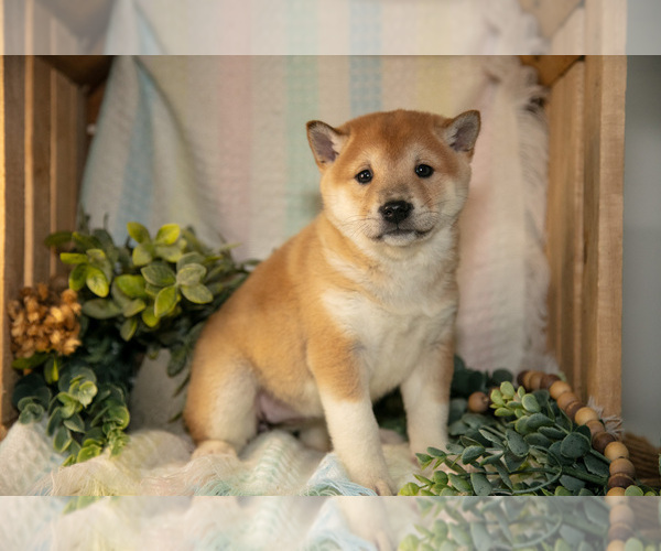 Medium Photo #1 Shiba Inu Puppy For Sale in TOPEKA, IN, USA