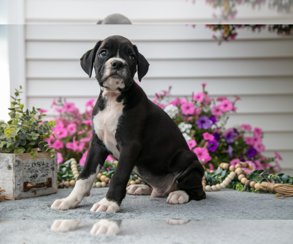 Medium Photo #18 Boxer Puppy For Sale in GRABILL, IN, USA