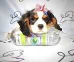 Small #5 Cavalier King Charles Spaniel