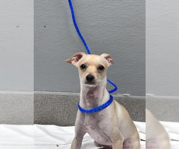 Medium Photo #1 Chihuahua-Unknown Mix Puppy For Sale in Las Vegas, NV, USA