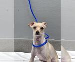 Small Chihuahua Mix