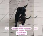 Small #6 Chihuahua-Collie Mix