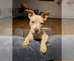 Small #28 American Staffordshire Terrier-Labrador Retriever Mix