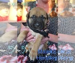 Small Photo #1 Cane Corso-German Shepherd Dog Mix Puppy For Sale in Souris, Prince Edward Island, Canada