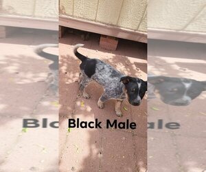 Australian Cattle Dog Puppy for sale in TUCSON, AZ, USA