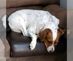 Small #2 Basset Hound Mix