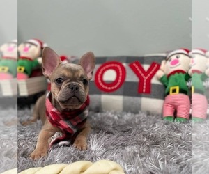 French Bulldog Puppy for sale in ADELAIDE, WA, USA