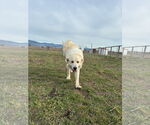 Small #3 Great Pyrenees