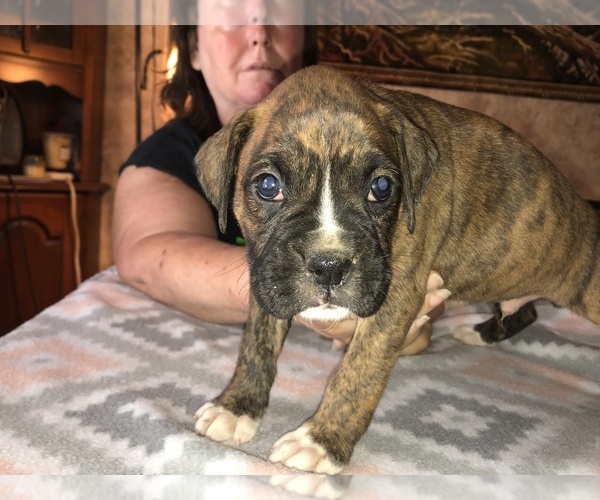 Medium Photo #8 Boxer Puppy For Sale in BISMARCK, AR, USA