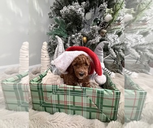 Medium Goldendoodle mix (+ Poodle Miniature)