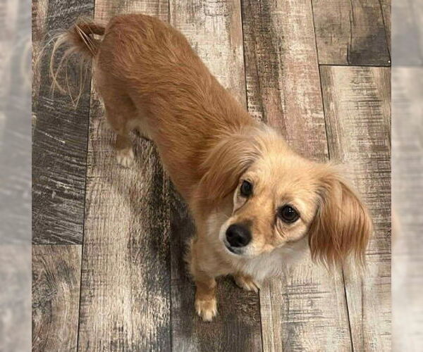 Medium Photo #1 Chihuahua-Unknown Mix Puppy For Sale in Grafton, WI, USA