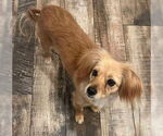 Small Chihuahua Mix