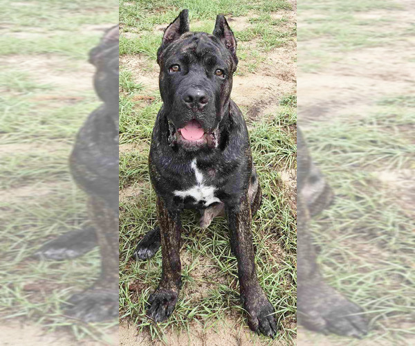 Medium Photo #4 Cane Corso Puppy For Sale in MERRITT ISLAND, FL, USA
