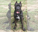Small Photo #8 Cane Corso Puppy For Sale in MERRITT ISLAND, FL, USA