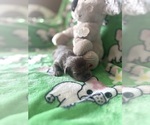 Puppy Puppy 5 French Bulldog