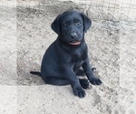 Small #16 Labrador Retriever