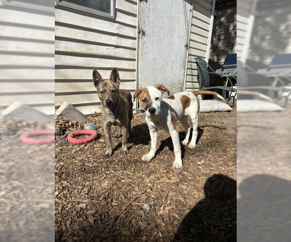 Medium Photo #7 Mutt Puppy For Sale in Sandy, UT, USA