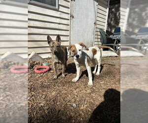 Kaizen - Male Mutt Dog for Adoption - Photo #7