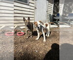 Small Photo #7 Mutt Puppy For Sale in Sandy, UT, USA