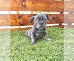 Small Photo #62 French Bulldog Puppy For Sale in COLUMBUS, OH, USA