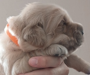 Medium Golden Retriever