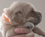 Puppy 1 Golden Retriever