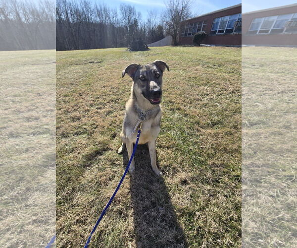 Medium Photo #2 Mutt Puppy For Sale in Bardstown, KY, USA