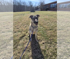 Mutt Dogs for adoption in Bardstown, KY, USA