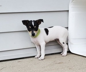 Rat Terrier Puppy for sale in MILFORD, IN, USA