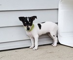 Small Rat Terrier
