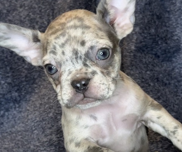 Medium Photo #4 French Bulldog Puppy For Sale in RIALTO, CA, USA