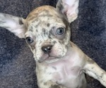 Small Photo #4 French Bulldog Puppy For Sale in RIALTO, CA, USA