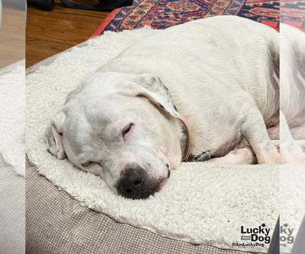 Medium Photo #9 Bulldog-Labrador Retriever Mix Puppy For Sale in Washington, DC, USA