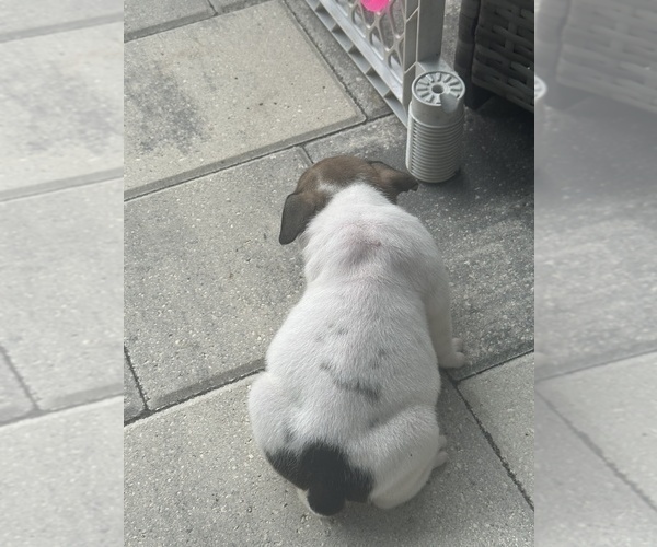 Medium Photo #4 English Bulldog Puppy For Sale in WEEKI WACHEE, FL, USA