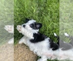 Small Photo #12 Aussiedoodle Miniature  Puppy For Sale in COMMERCE, MI, USA