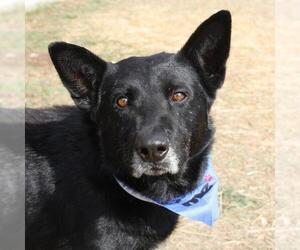 German Shepherd Dog Dogs for adoption in San Antonio, TX, USA