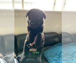 Small Photo #9 German Shepherd Dog Puppy For Sale in Wallan, Victoria, Australia