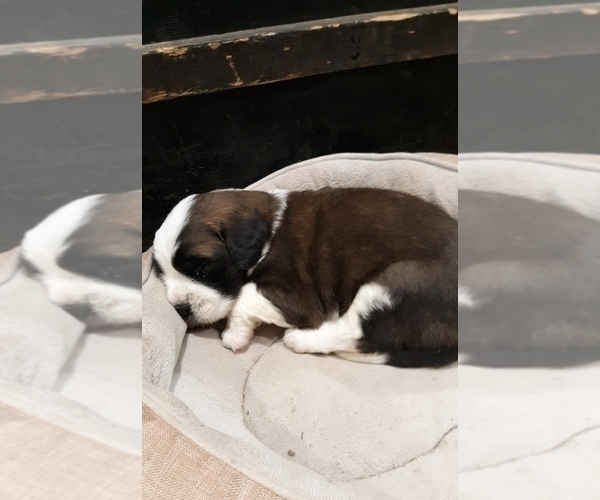 Medium Photo #5 Saint Bernard Puppy For Sale in MARENGO, WI, USA